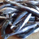 Anchovies, how can I cook you?