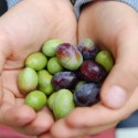 Diario della raccolta delle olive 2015, parte prima