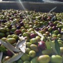 Diario della raccolta delle olive 2015, parte seconda