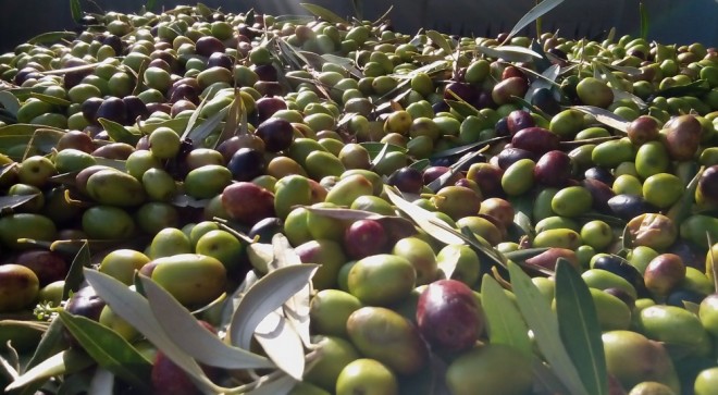 Diario della raccolta delle olive 2015, parte seconda